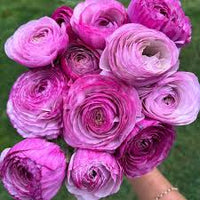Lavender Ranunculus Flower Seeds – Shade Tolerant Heirloom & NonGMO for Home Garden
 
 Sale
