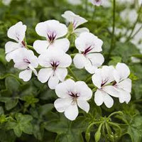 White Brown Pelargonium Flower Seeds for Planting – Heirloom NonGMO Organic Garden Seeds – Border Blooms High Germination
 
 Sale