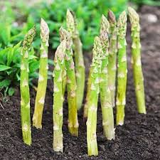 Green Asparagus Vegetable Seeds for Home Planting