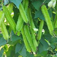 Green Winged Bean Seeds for Easy Planting