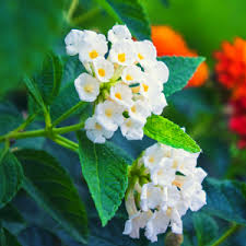 White Lantana Flower Seeds for Planting – Heirloom NonGMO Organic Garden Seeds – Hardy Variety High Germination
 
 Sale