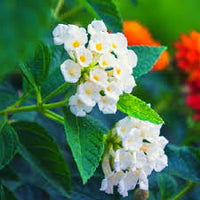 White Lantana Flower Seeds for Planting – Heirloom NonGMO Organic Garden Seeds – Hardy Variety High Germination
 
 Sale