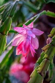 Violet Schlumbergera Flower Seeds for Planting – Heirloom NonGMO High Germination Organic Garden Seeds for Exotic Indoor Blooms
 
 Sale