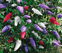 Mix Buddleia Butterfly Bush Flower seeds for Planting - Easy to Grow, Heirloom & GMO Free Seeds for Home Garden
 
 Sale seeds for home garden