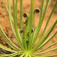 Drosophyllum Lusitanicum Carnivorous Seeds – Heirloom Non-GMO Bright Blooms for Garden Planting
 
 Sale seeds for home garden