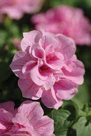 Double Petunia Flower seeds for Planting - Premium Quality, Heirloom & GMO Free Seeds for Home Garden
 
 Sale seeds for planting in home garden