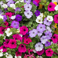 Mix Petunia Flower seeds for Planting - Sun Loving, Heirloom & GMO Free Seeds for Home Garden
 
 Sale for planting in home garden.