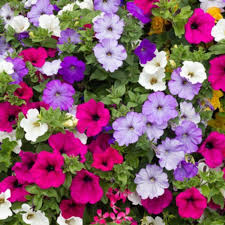 Mix Petunia Flower seeds for Planting - Sun Loving, Heirloom & GMO Free Seeds for Home Garden
 
 Sale for planting in home garden.