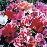Mixed Godetia Grandiflora Monarch Flower seeds for Planting - Sun Loving, Heirloom & GMO Free Seeds for Home Garden
 
 Sale seeds for planting in home garden