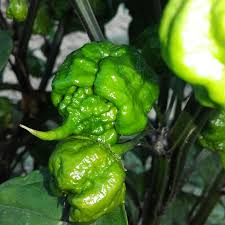 Carolina Reaper Chili Seeds for Planting