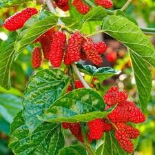 Red Mulberry (Morus rubra) Tree Shrub Seeds – Black Fruit, Hardy Shrub