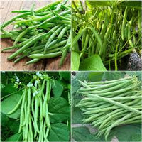 Green Snap Bean Seeds for Planting