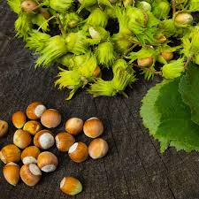 American Hazelnut Tree (Corylus americana) Fruit Nut Seeds