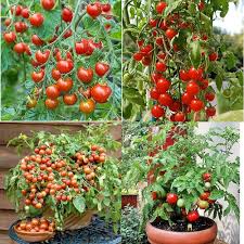 Red Tumbler Tomato Seeds for Planting