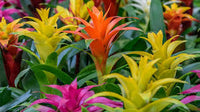 Mixed Bromeliad Tillandsia Flower seeds for Planting - Garden Favorite, Heirloom & GMO Free Seeds for Home Garden