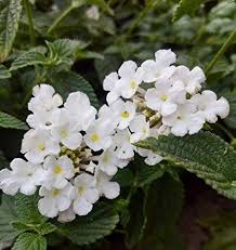 White Lantana Flower Seeds for Planting – Heirloom NonGMO Organic Garden Seeds – Hardy Variety High Germination
 
 Sale