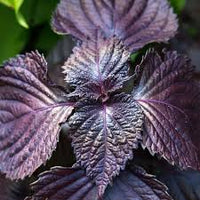 Purple Leaf Perilla Seeds for Easy Planting
