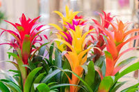 Mixed Bromeliad Tillandsia Flower seeds for Planting - Garden Favorite, Heirloom & GMO Free Seeds for Home Garden