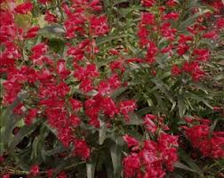 Red Rock Purslane 'Ruby Tuesday' (Calandrinia umbellata) Flower Herb Seeds