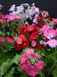 Multi Primula Malacoides Flower Seeds for Planting – Heirloom NonGMO Organic Garden Seeds – Easy to Grow High Germination
 
 Sale