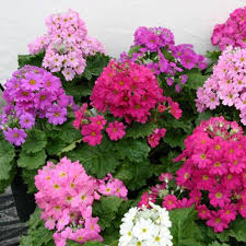 Multi Primula Malacoides Flower Seeds for Planting – Heirloom NonGMO Organic Garden Seeds – Easy to Grow High Germination
 
 Sale