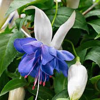 Deep Blue Fuchsia Flower Seeds for Planting – Heirloom NonGMO Organic Garden Seeds – Garden Favorite High Germination
 
 Sale