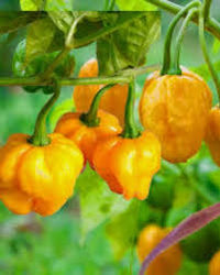 Yellow Reaper Seeds for Planting  Hot Pepper Vegetable