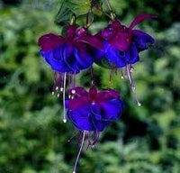 Deep Blue Fuchsia Flower Seeds for Planting – Heirloom NonGMO Organic Garden Seeds – Garden Favorite High Germination
 
 Sale