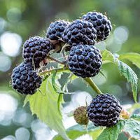 Black Raspberry (Rubus leucodermis) Fruit Bush Vine Seeds – Sweet Black Fruit, Hardy Perennial