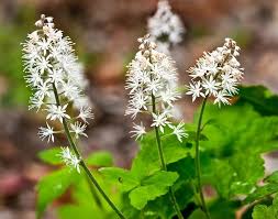 White Tiarella Trifoliata Flower seeds for Planting - Colorful Display, Heirloom & GMO Free Seeds for Home Garden
 
 Sale seeds for planting in home garden