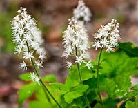 White Tiarella Trifoliata Flower seeds for Planting - Colorful Display, Heirloom & GMO Free Seeds for Home Garden
 
 Sale seeds for planting in home garden