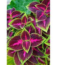 Green Pink Dragon Coleus for Planting Vibrant Colors Heirloom & GMO Free Seeds for Home Garden
 
 Sale