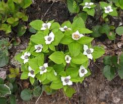 Western Bunchberry (Alaskan Dogwood) Canadian Cornus unalaschkensis Groundcover Flower Seeds