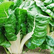 Green Chard Vegetable Seeds Perfect for Home Gardening