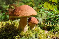 Slippery Jack Mushroom Vegetable Seeds for Planting