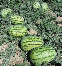 Crimson Sweet Watermelon (Citrullus lanatus) Fruit Melon Seeds