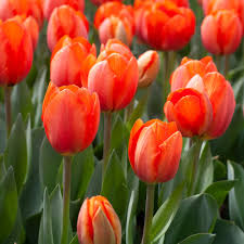 Deep Orange Tulip Flower Seeds for Planting – Heirloom NonGMO Organic Garden Seeds – Bright Blooms High Germination
 
 Sale for planting in home garden