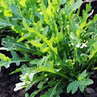 Green Rocket Salad Vegetable Seeds for Easy Planting
