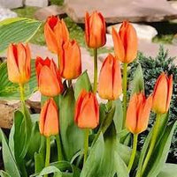 Deep Orange Tulip Flower Seeds for Planting – Heirloom NonGMO Organic Garden Seeds – Bright Blooms High Germination
 
 Sale