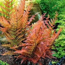 Light Orange Fern for Planting Vibrant Colors Heirloom & GMO Free Seeds for Home Garden
 
 Sale