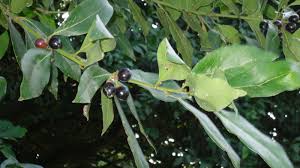 Laurus Nobilis Seeds for Planting  Green Bay Laurel Plant
