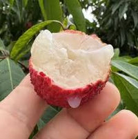 Leeche Fruit Seeds for Planting - Grow Your Own Lychee Tree at Home