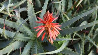 Mixed Aloe Vera Flower seeds for Planting - Cottage Garden Essential, Heirloom & GMO Free Seeds for Home Garden