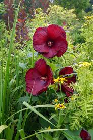 Burgundy Hibiscus Flower Seeds for Planting – Heirloom NonGMO Organic Garden Seeds – Premium Blooms High Germination
 
 Sale