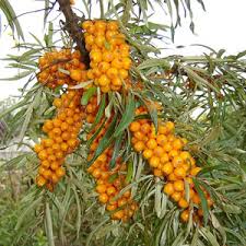 Seaberry (Sea Buckthorn) Elaeagnus Hippophae rhamnoides Orange Berry Fruit Shrub Seeds