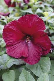 Burgundy Hibiscus Flower Seeds for Planting – Heirloom NonGMO Organic Garden Seeds – Premium Blooms High Germination
 
 Sale