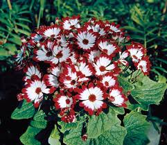 Burgundy Cineraria Flower Seeds for Planting – Heirloom NonGMO High Germination Organic Garden Seeds for ShadeLoving Blooms
 
 Sale