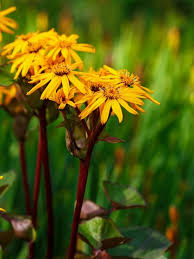 Ligularia Dentata Flower seeds for Planting Shade Tolerant Heirloom & GMO Free Seeds for Home Garden