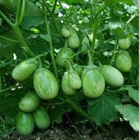 Green Eggplant Vegetable Seeds for Garden Planting