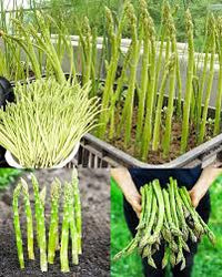 Mixed Asparagus Planting Seeds for Vegetables
